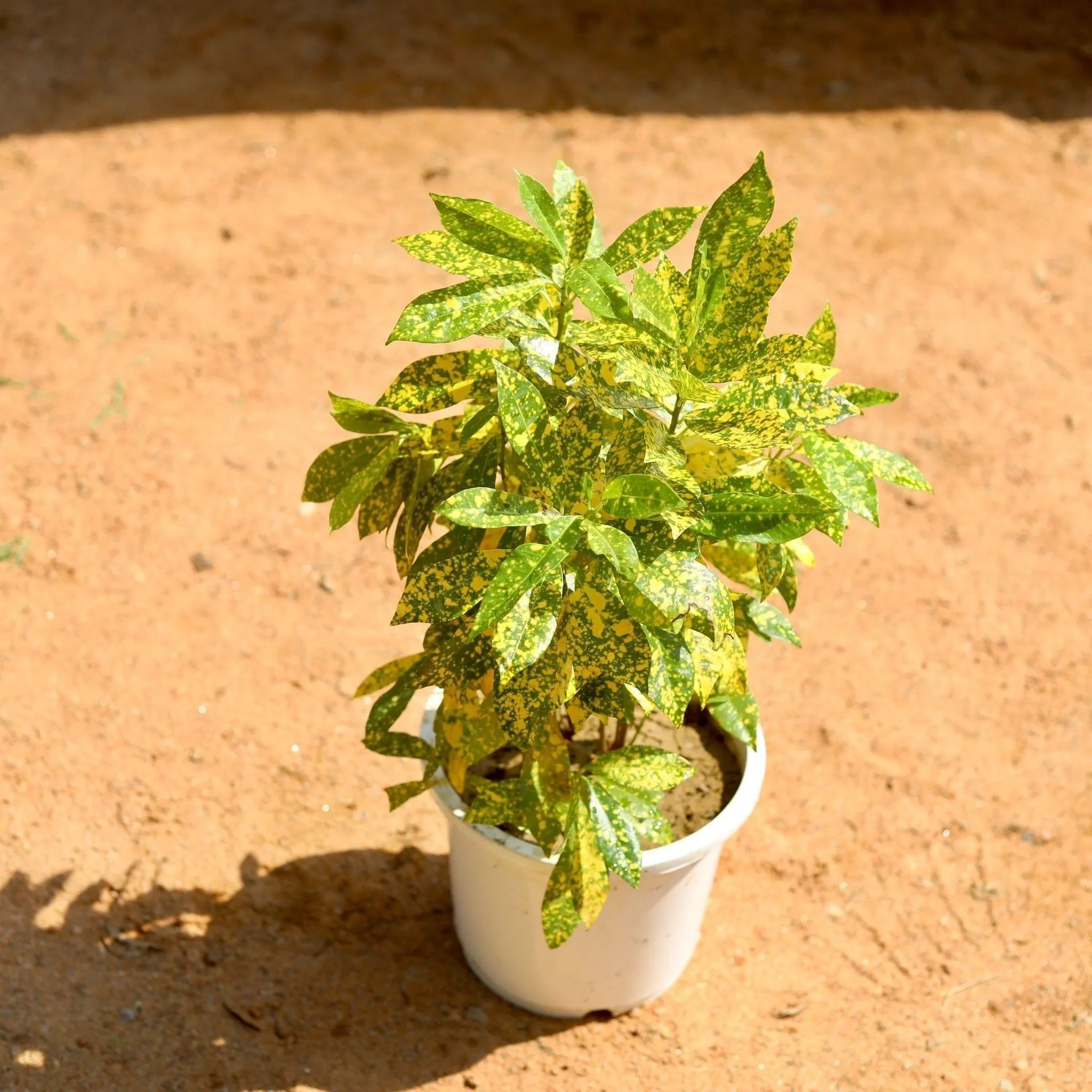 Baby Croton in 6 Inch White Nursery Pot