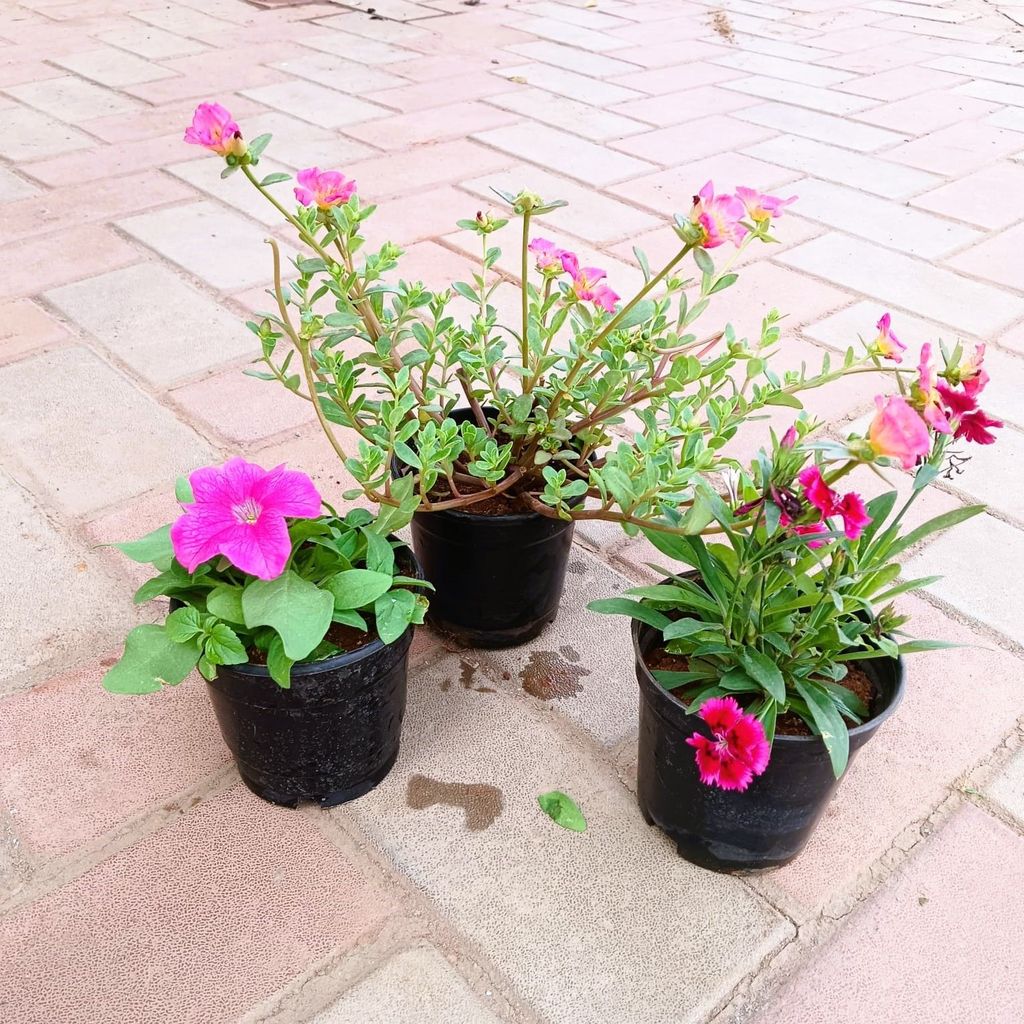 Buy Set of 3 - Dianthus, Portulaca Moss Rose & Petunia (any colour) in 4 Inch Plastic Pot Online | Urvann.com Set of 3 - Dianthus, Portulaca Moss Rose & Petunia (any colour) in 4 Inch Nursery Pot