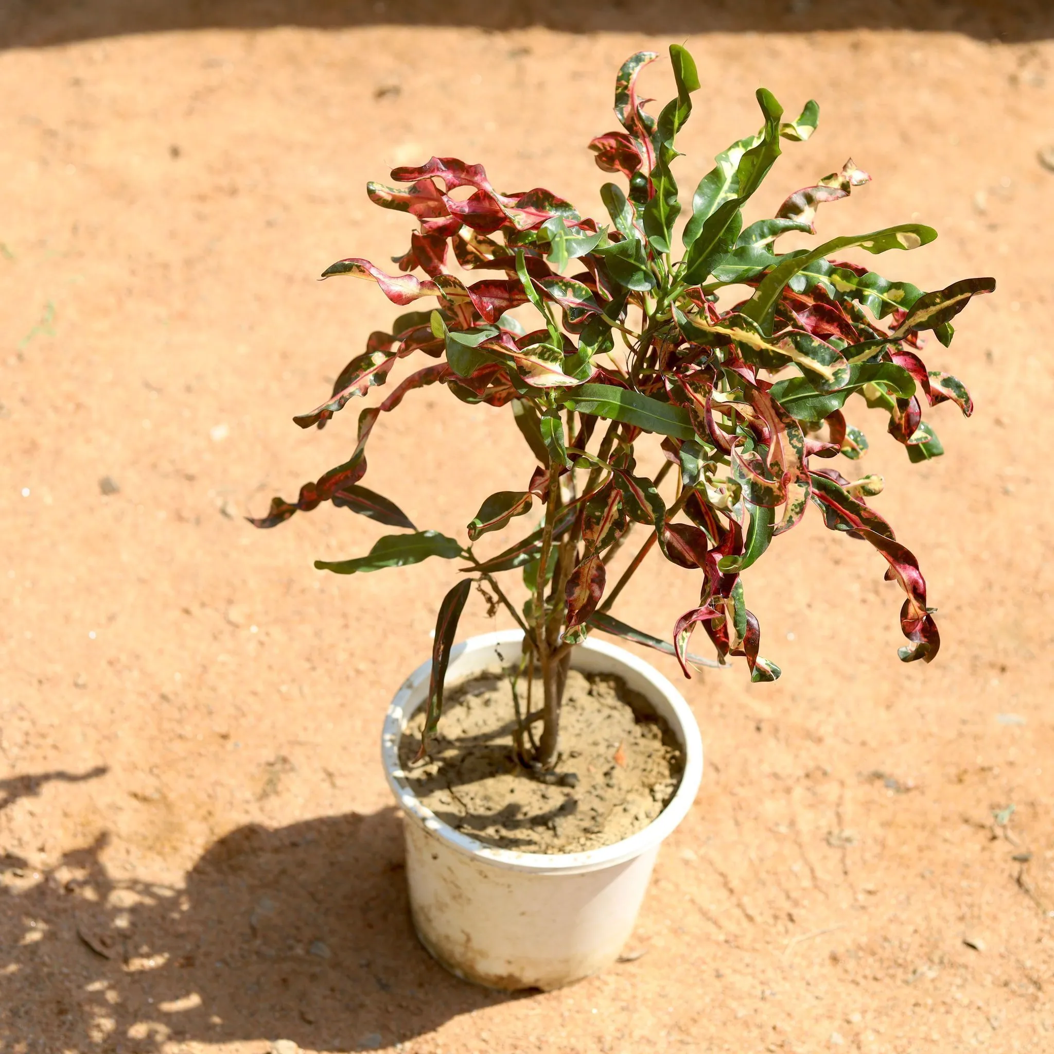 Croton Curly Leaf in 8 Inch White Nursery Pot