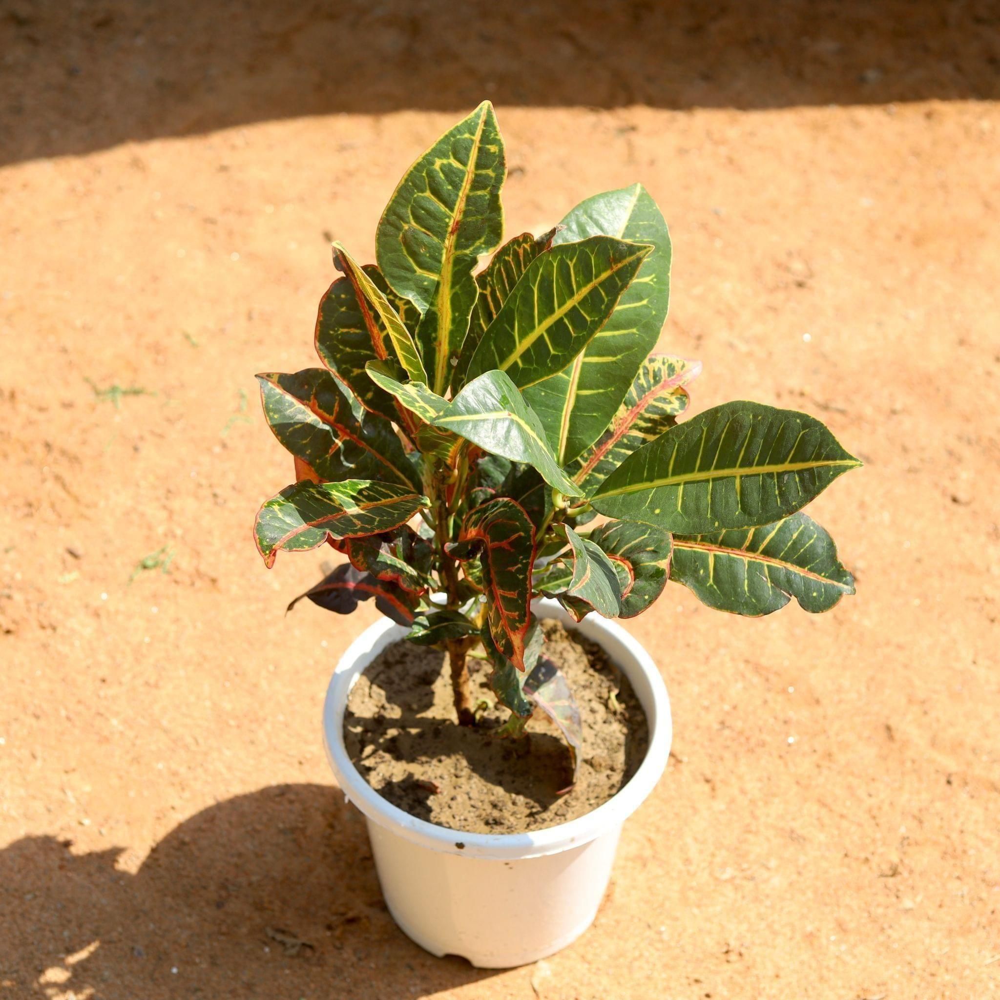 Croton Petra (Pune Variety) in 8 Inch White Nursery Pot
