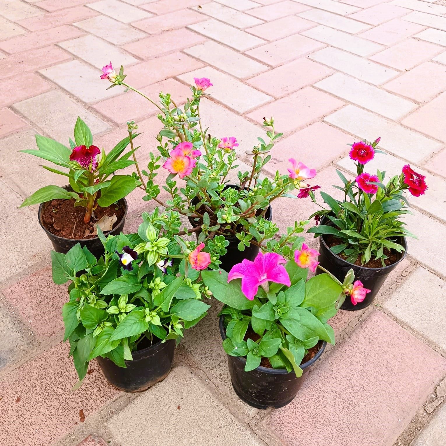 Flowering Special - Set of 5 - Petunia, Torenia / Wishbone, Portulaca Moss Rose, Celosia / Cockscomb & Dianthus (any colour) in 4 Inch Nursery Pot