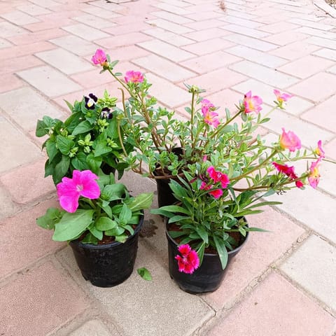 Set of 4 - Portulaca Moss Rose, Petunia, Dianthus & Torenia / Wishbone (any colour) in 4 Inch Live Plant Nursery Pot