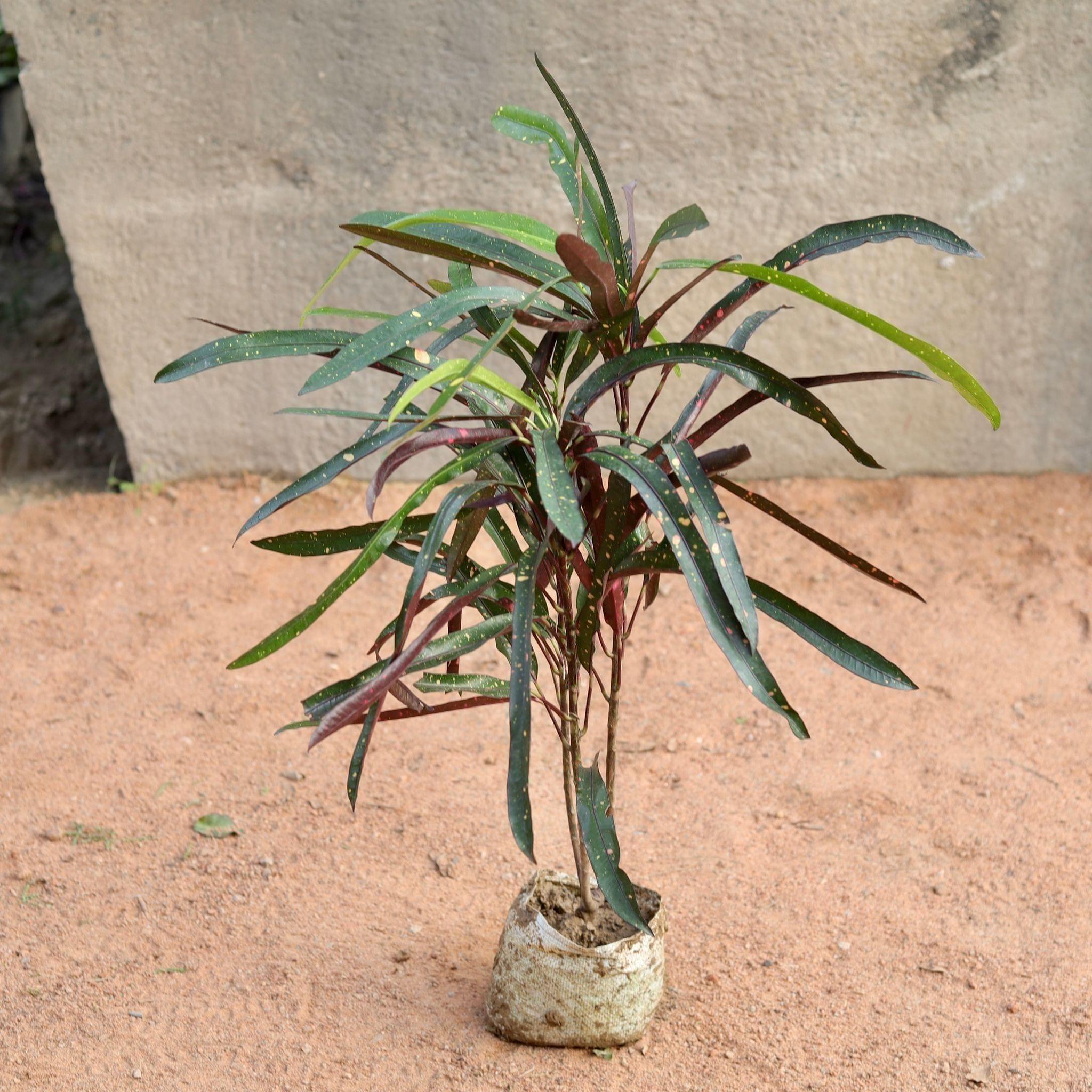 Black Long Leaf Croton in 5 Inch Nursery Bag
