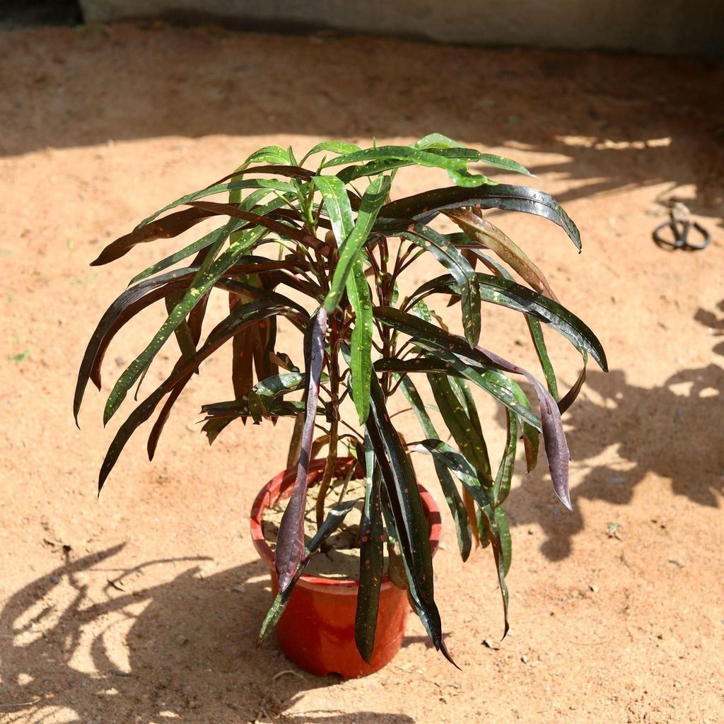 Croton Black Leaf in 8 Inch Nursery Pot