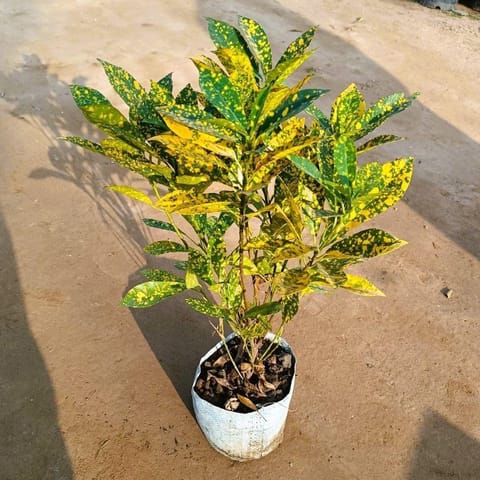 Baby Croton in 4 Inch Nursery Bag