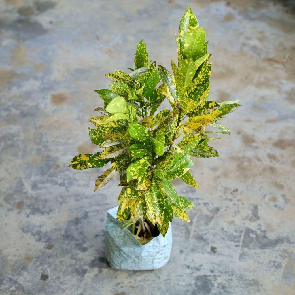 Baby Croton in 5 Inch Nursery Bag