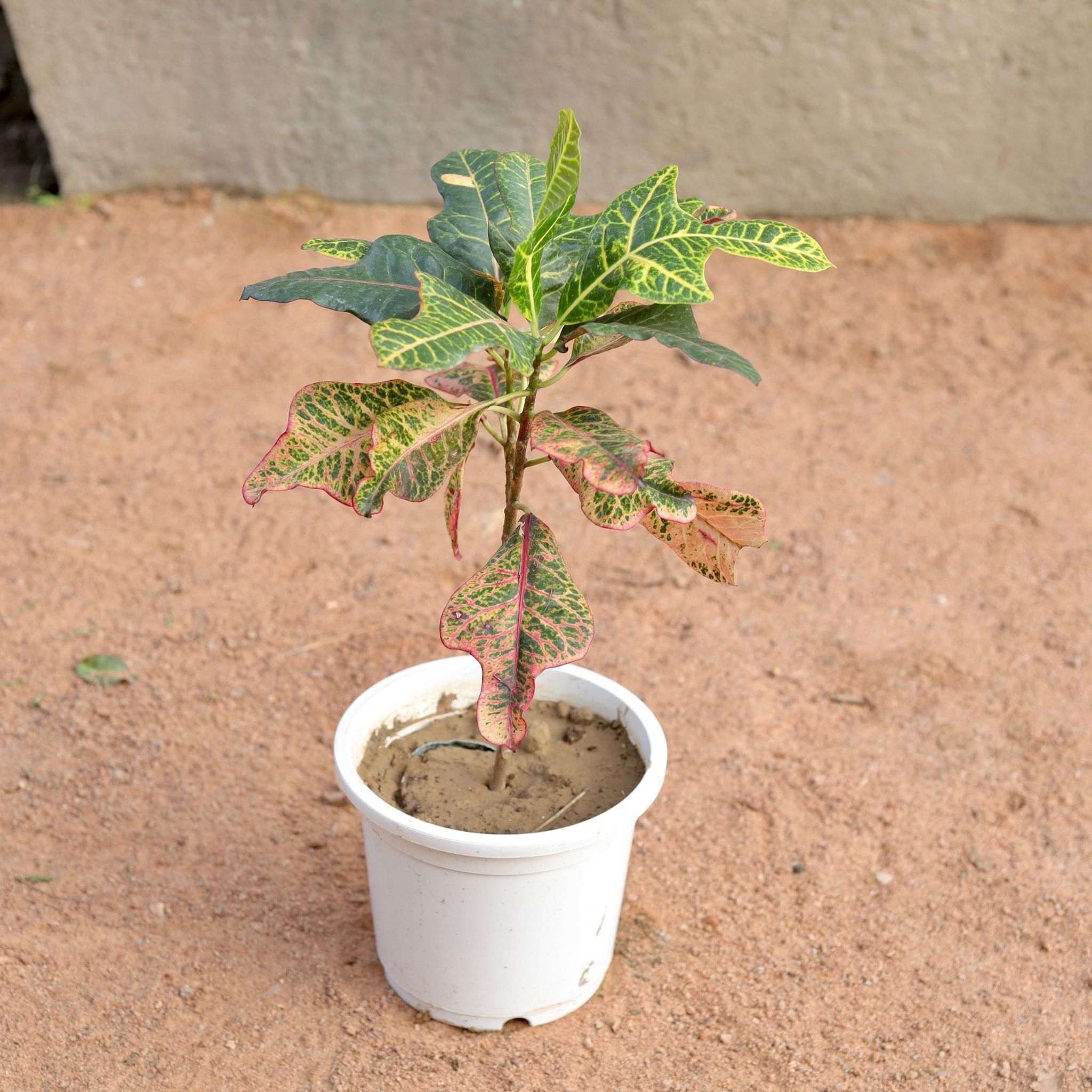 Bangalorey Croton in 8 Inch White Nursery Pot
