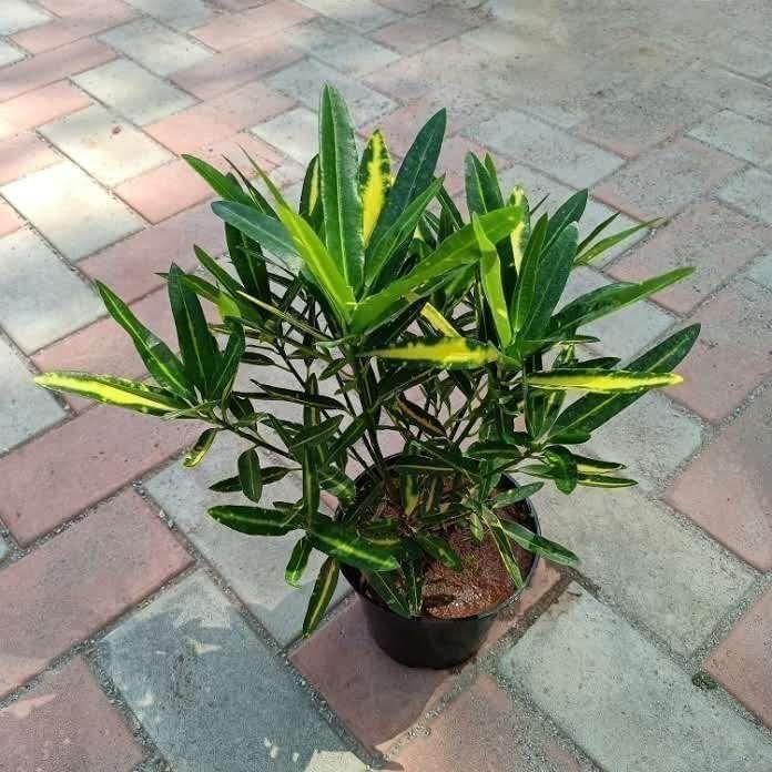 Buy Croton Miniature in 6 Inch Plastic Pot Online | Urvann.com Croton Miniature in 6 Inch Nursery Pot