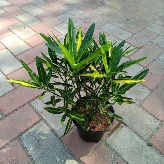 Croton Miniature in 6 Inch Nursery Pot