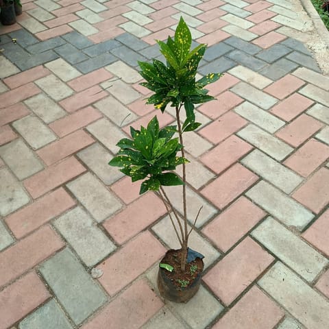 Baby Croton in 4 Inch Nursery Bag