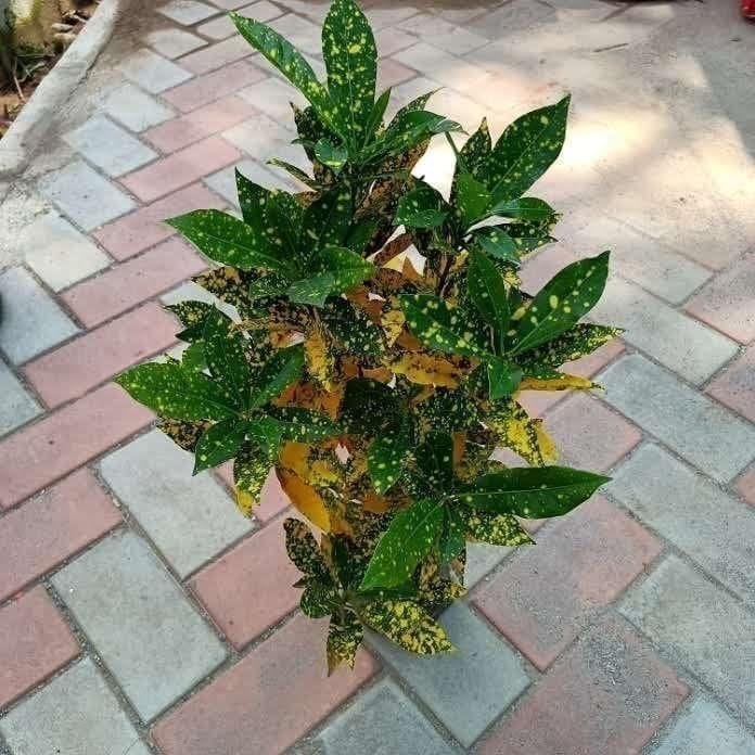 Baby Croton ~ 1.5-2 ft in 4 Inch Nursery Bag