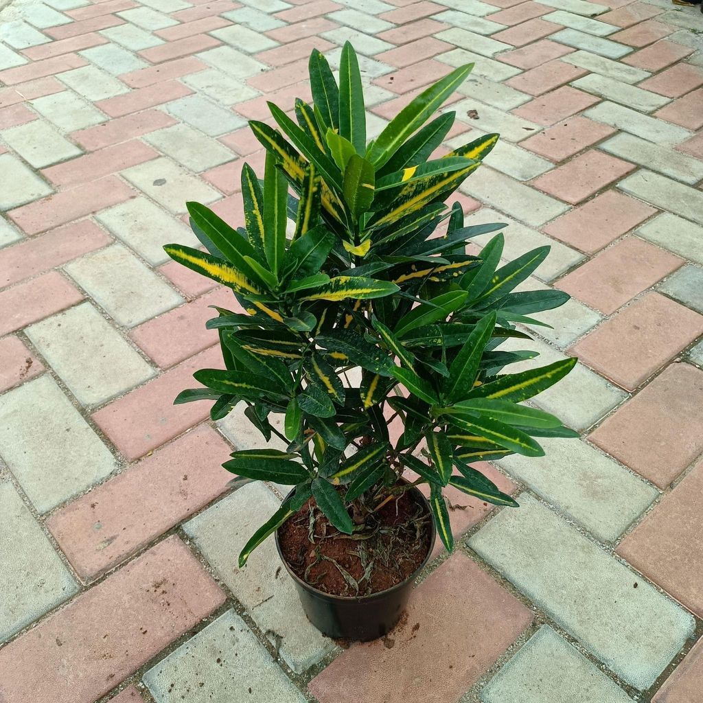Buy Croton Chinese in 6 Inch Plastic Pot Online | Urvann.com Croton Chinese in 6 Inch Nursery Pot