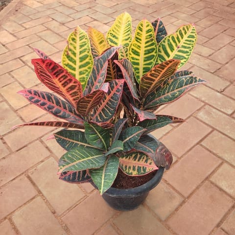 Croton Petra Long Leaf in 8 Inch Nursery Pot