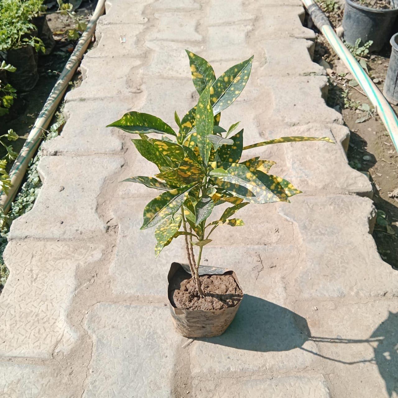 Baby Croton in 4 Inch Nursery Bag