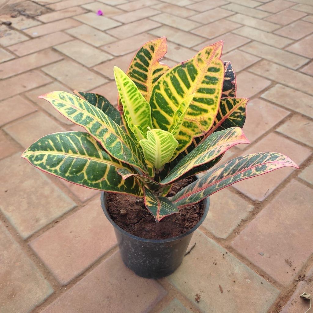 Buy Croton Petra Long Leaves in 5 Inch Plastic Pot Online | Urvann.com Croton Petra Long Leaves in 5 Inch Nursery Pot