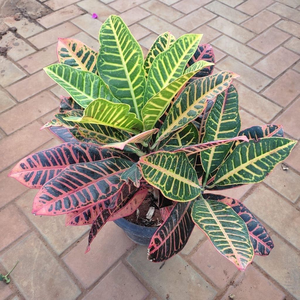 Buy Croton Long Leaf Multi-coloured in 10 Inch Plastic Pot Online | Urvann.com Croton Long Leaf Multi-coloured in 10 Inch Nursery Pot