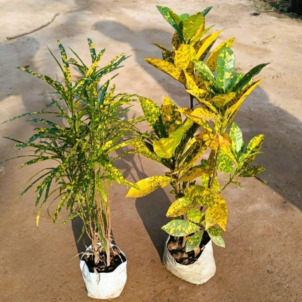 Buy Set of 2 - Croton (Baby & Chironji ) in 4 Inch Nursery Bag Online | Urvann.com Set of 2 - Croton (Baby & Chironji ) in 4 Inch Nursery Bag