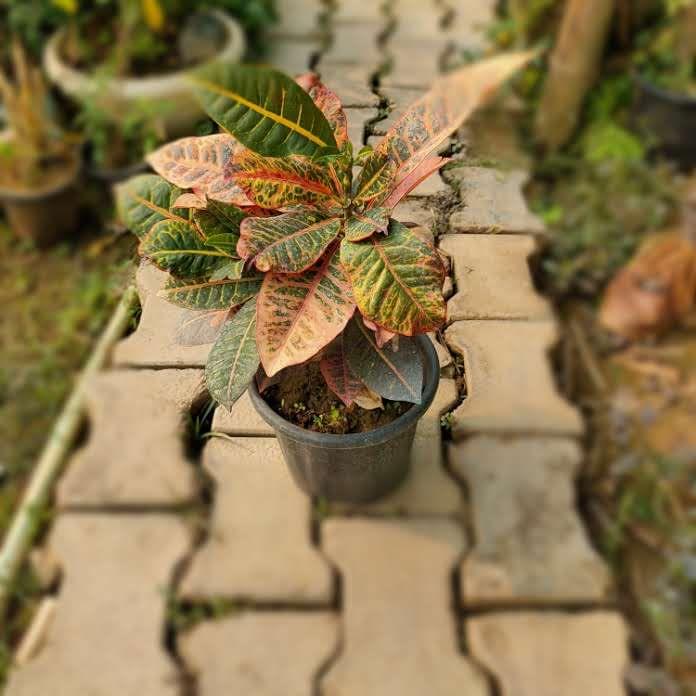 Croton Petra in 8 Inch Nursery Pot