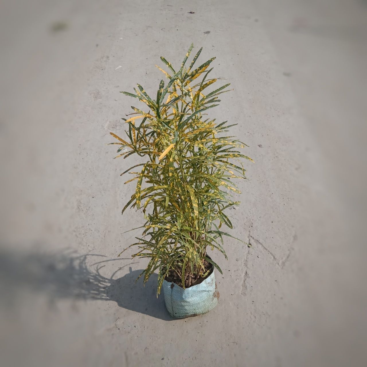 Chironji croton in 5 Inch Nursery Bag