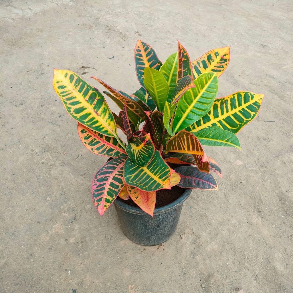 Croton Petra in 8 Inch Nursery Pot