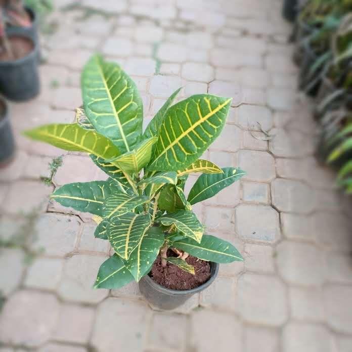 Buy Croton Yellow in 8 Inch Plastic Pot Online | Urvann.com Croton Yellow in 8 Inch Nursery Pot
