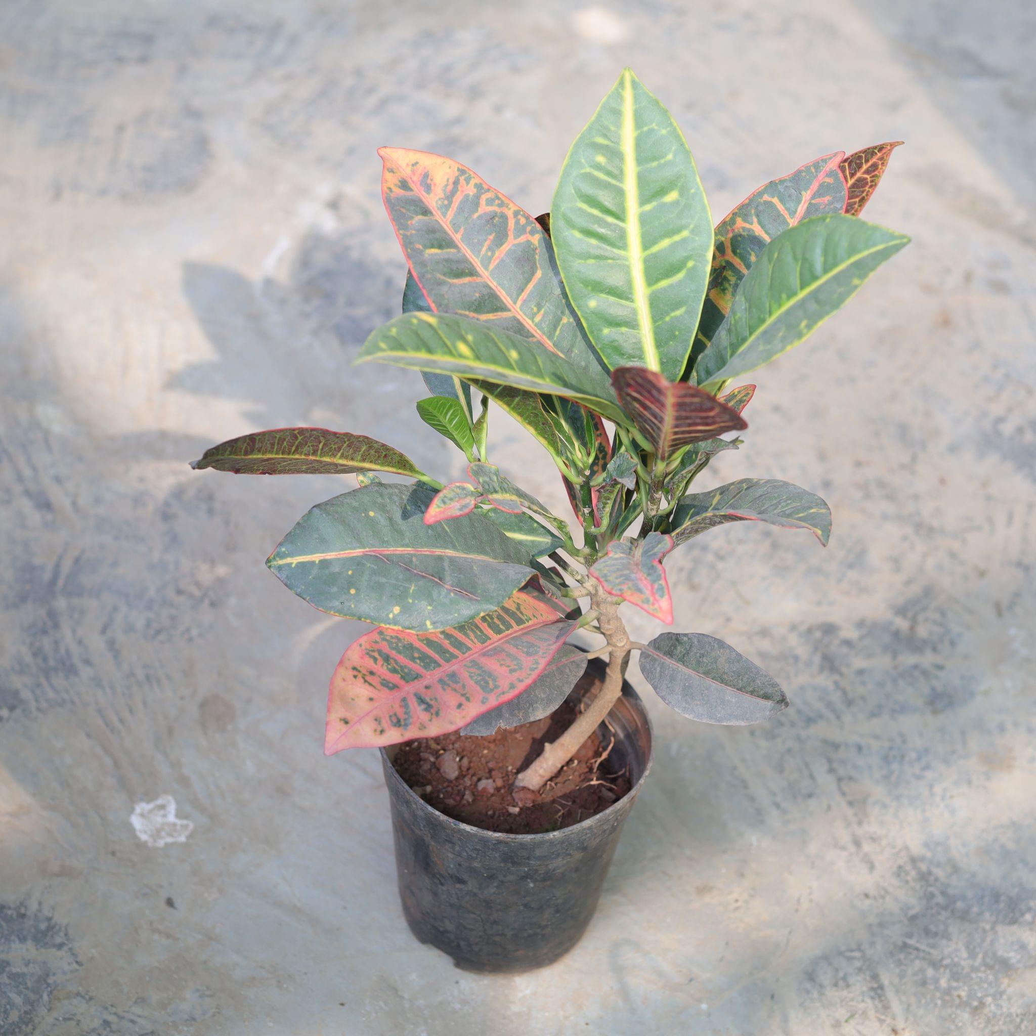 Croton Petra in 6 Inch Plastic Pot