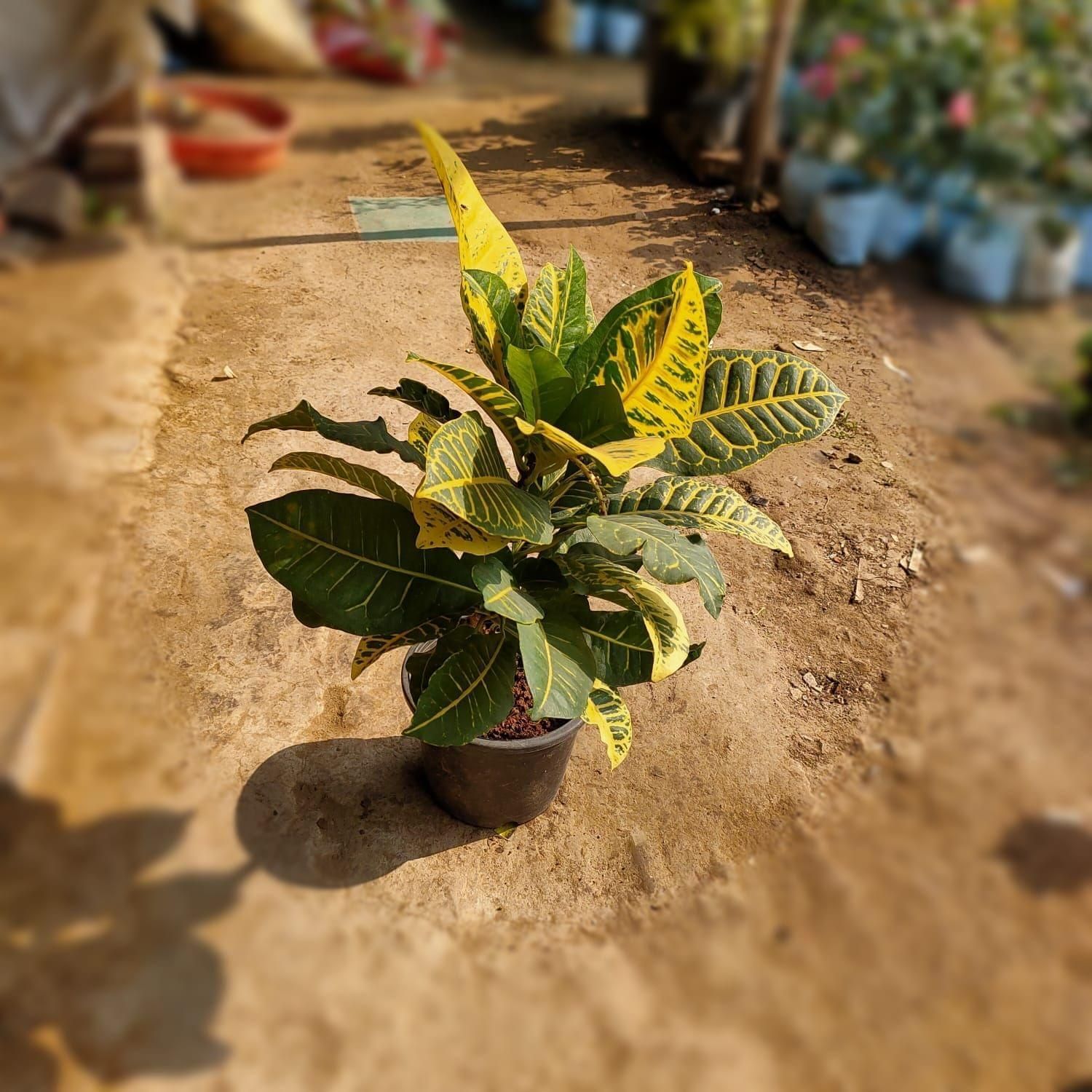 Croton Petra in 6 Inch Nursery Pot