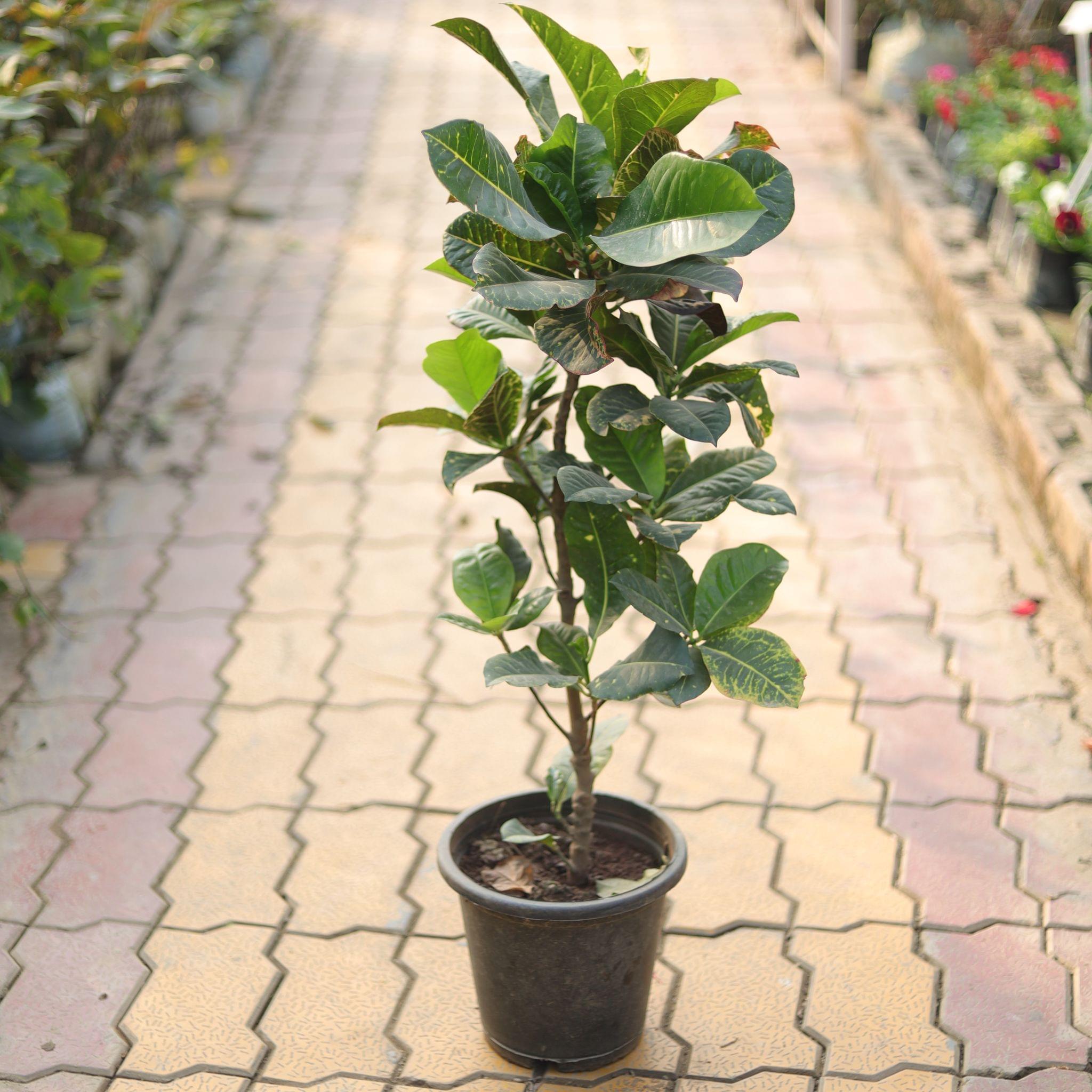Croton Petra in 8 Inch Plastic Pot