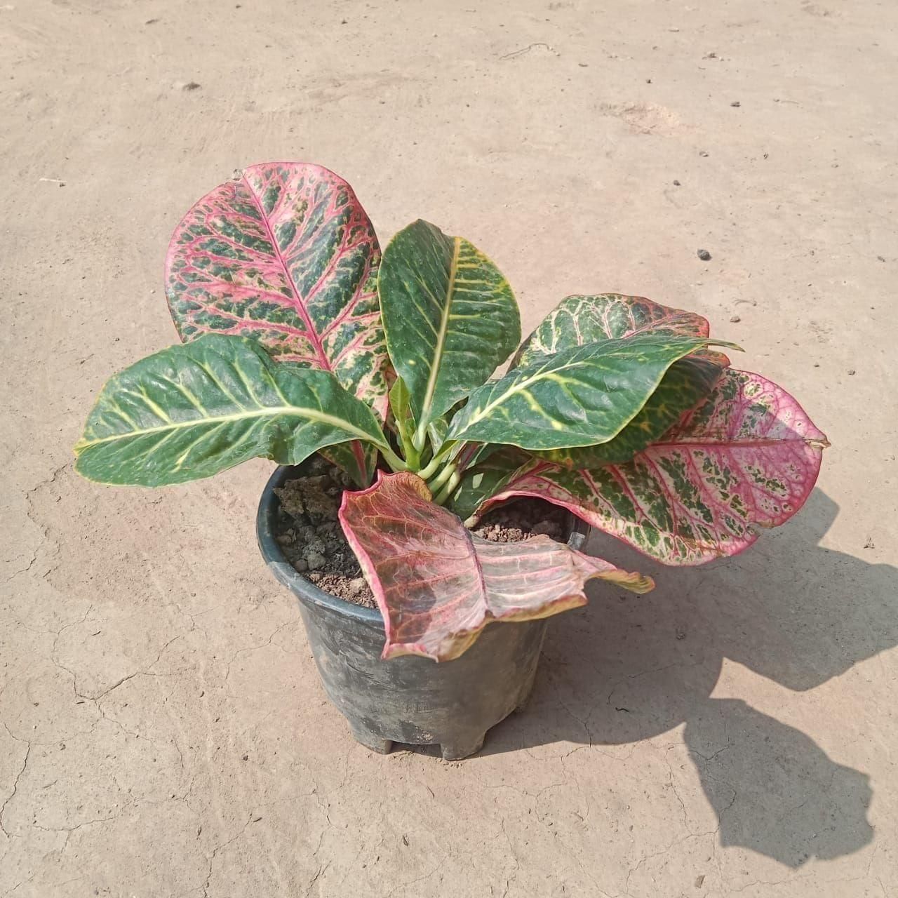 Croton Petra in 6 inch Nursery Pot