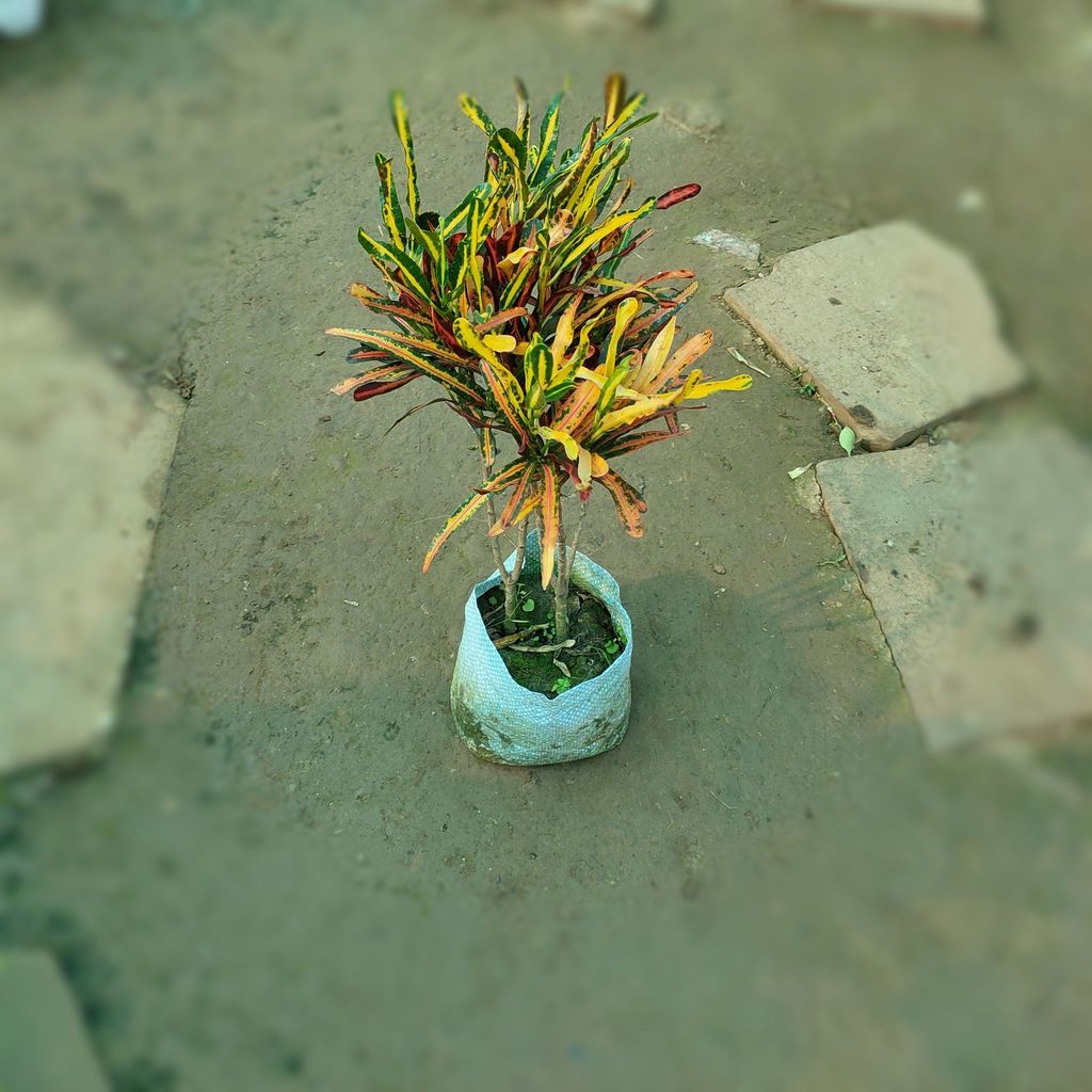 Croton Fire in 5 inch Nursery Bag