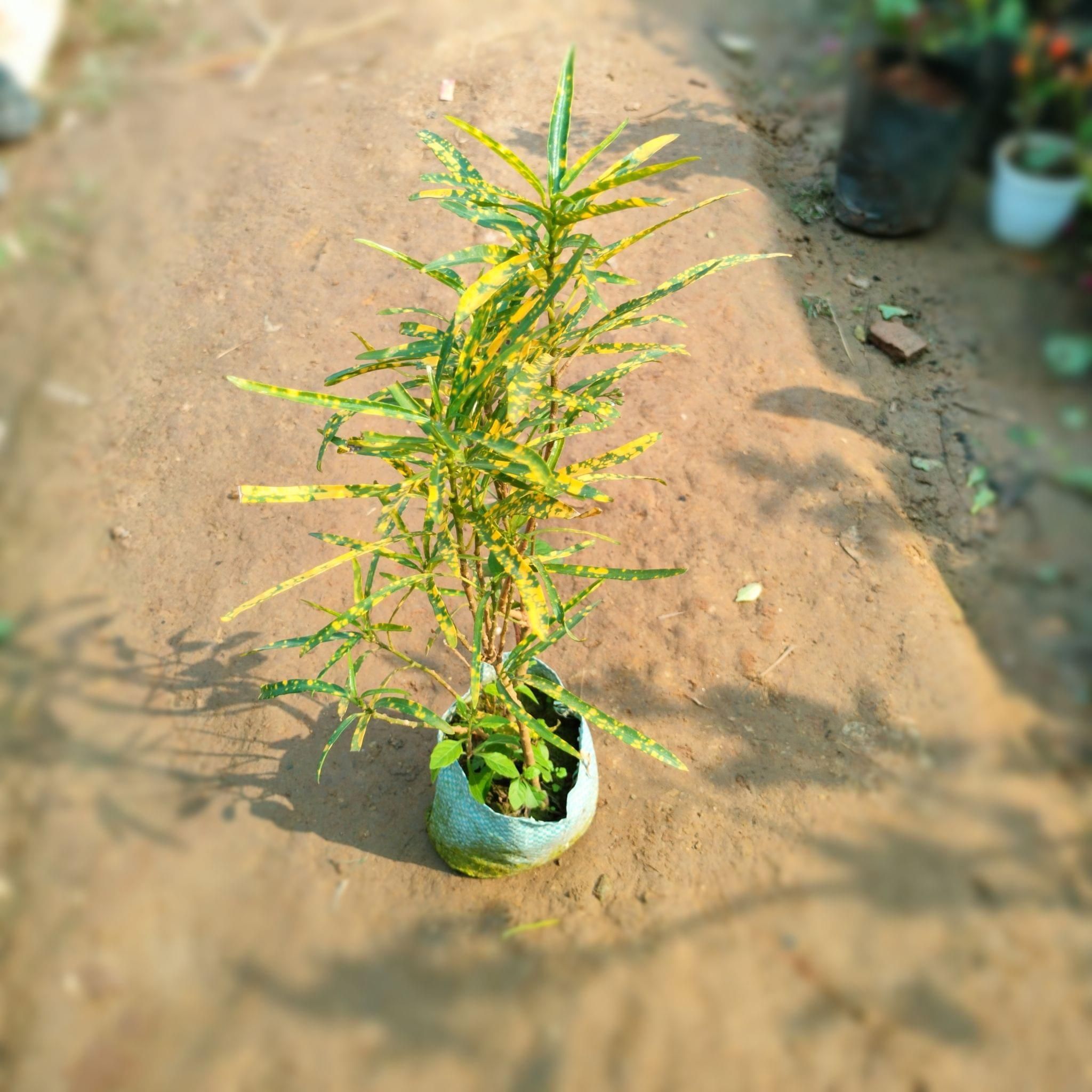 Chironji Croton in 4 Inch Nursery Bag