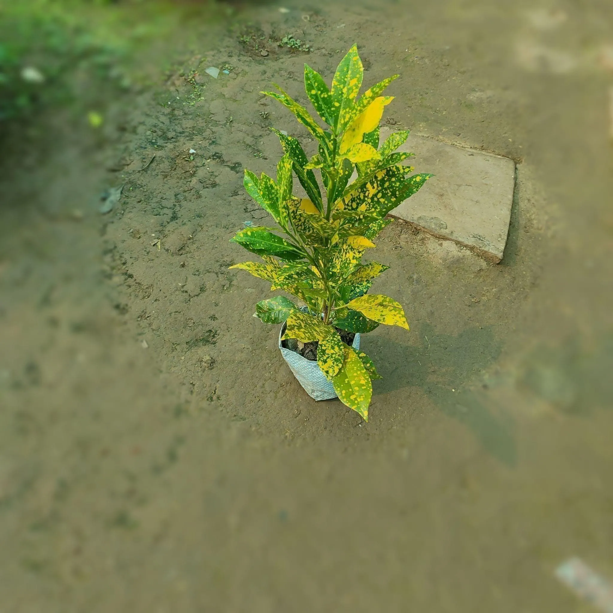 Baby Croton in 3 inch Nursery Bag