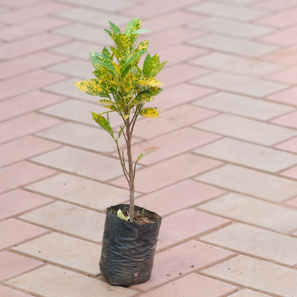 Croton Gold Star in 4 Inch Nursery Bag