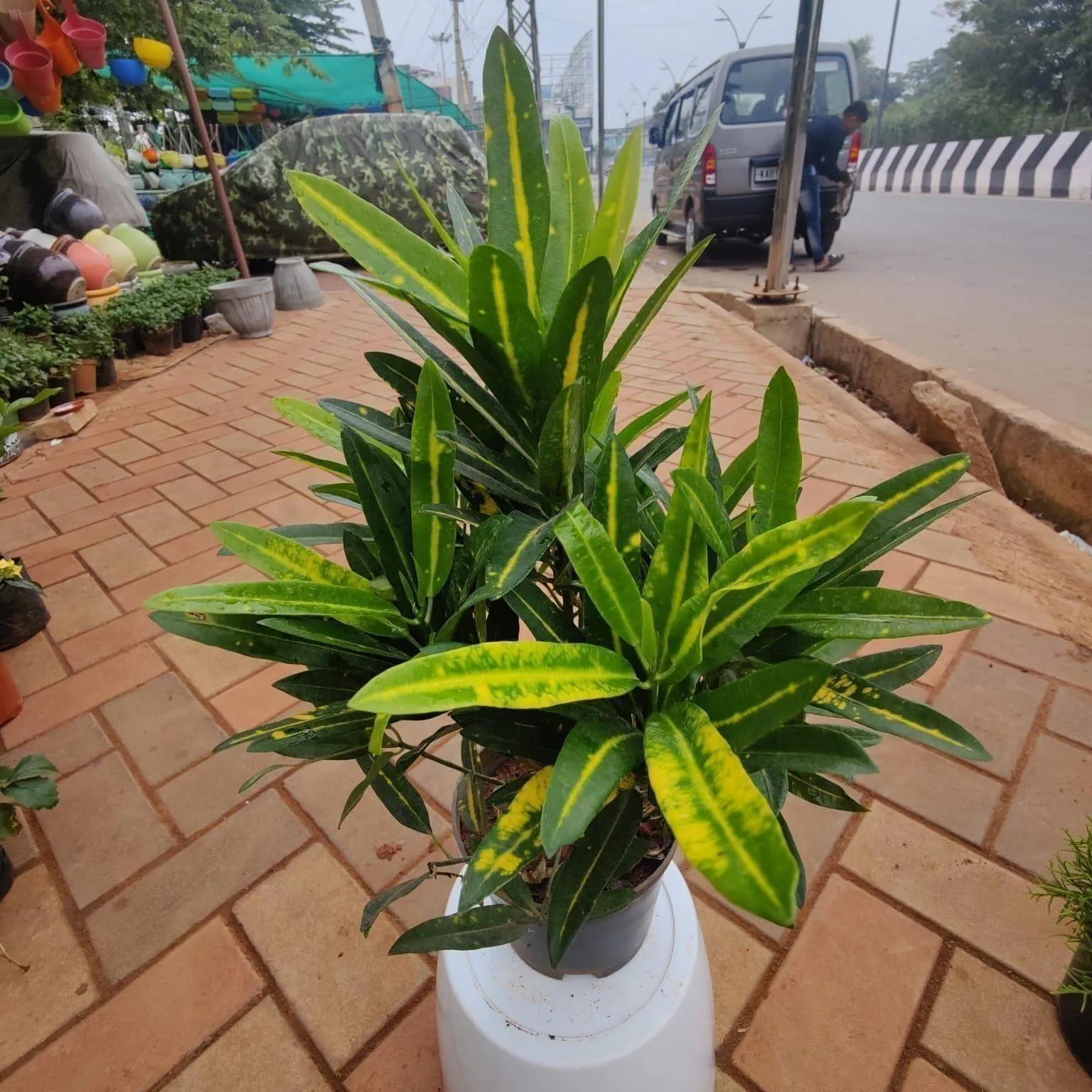 Croton Long Leaf in 6 Inch Nursery Pot