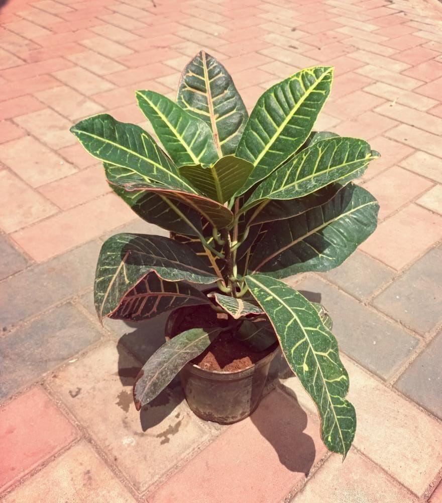 Garden Croton in 5 Inch Nursery Pot (colour may vary)