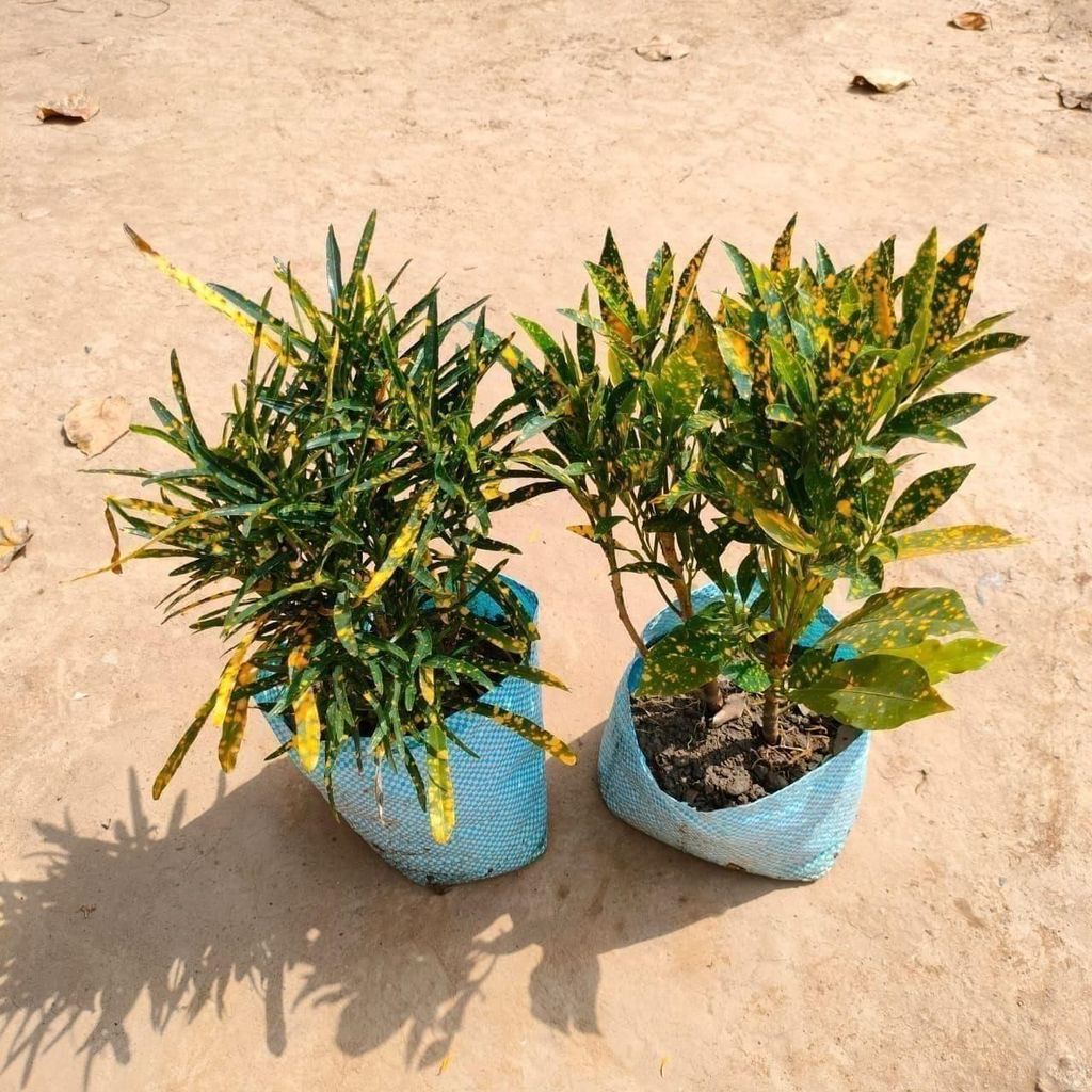 Buy Set of 2 - Chironji & Baby Croton in 7 Inch Nursery Bag Online | Urvann.com Set of 2 - Chironji & Baby Croton in 7 Inch Nursery Bag