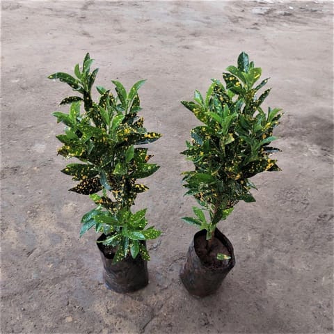 Set of 2 - Lemon croton / Baby Croton in 4 Inch Nursery Bag