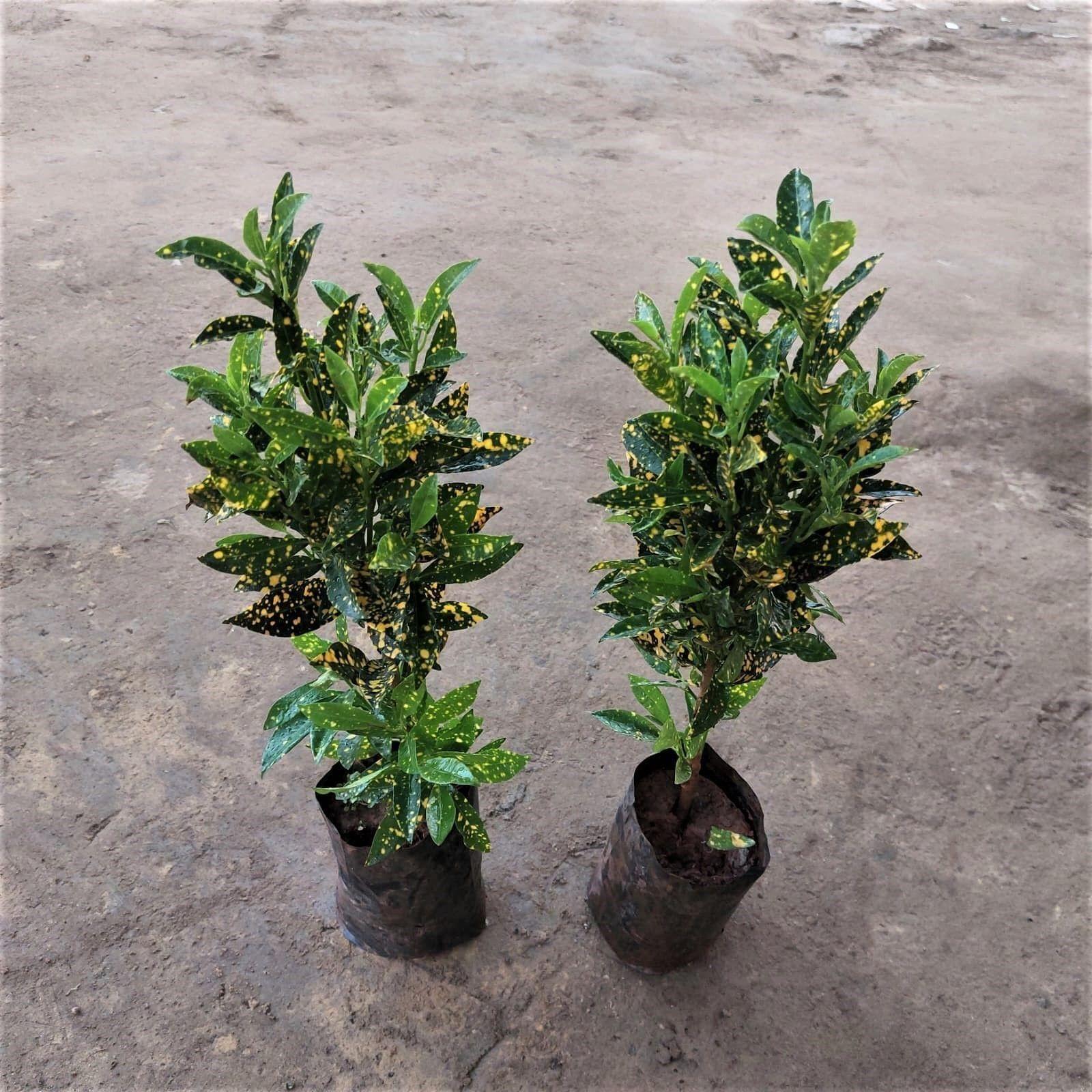 Set of 2 - Lemon croton / Baby Croton in 4 Inch Nursery Bag