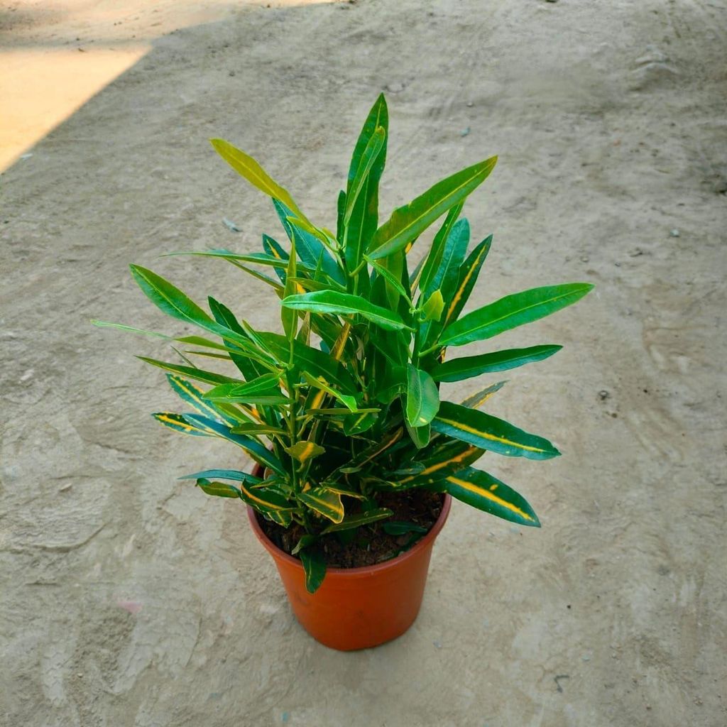 Buy Sunny Star Croton In 8 Inch Plastic Pot Online | Urvann.com Sunny Star Croton in 8 Inch Nursery Pot