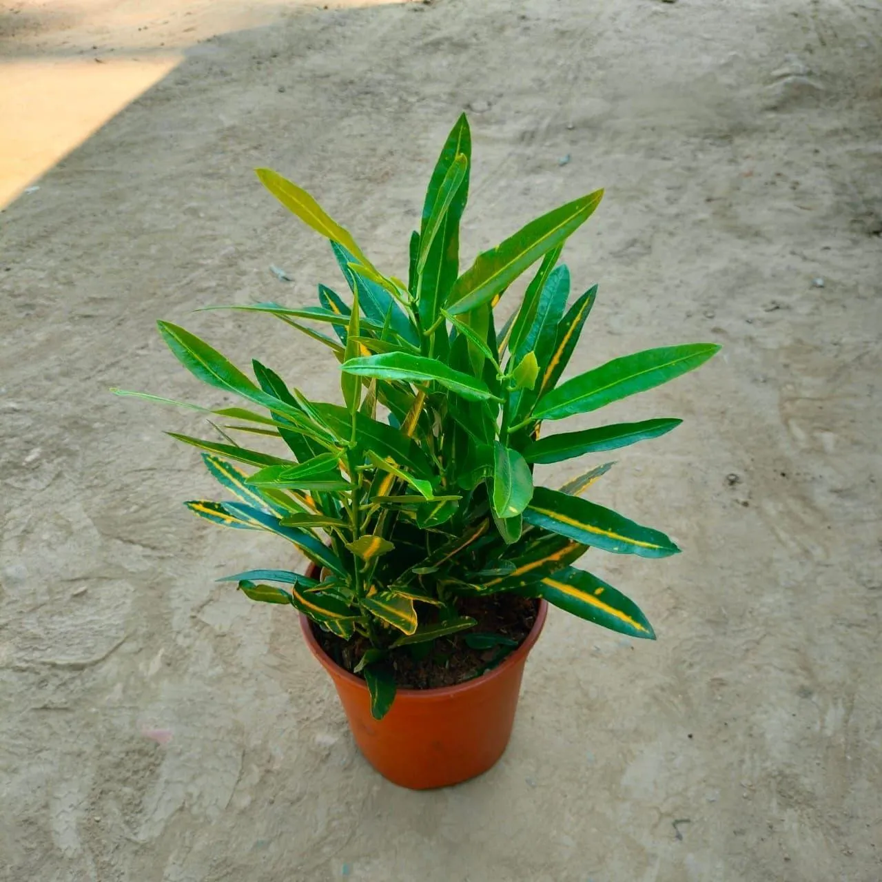 Sunny Star Croton in 8 Inch Nursery Pot
