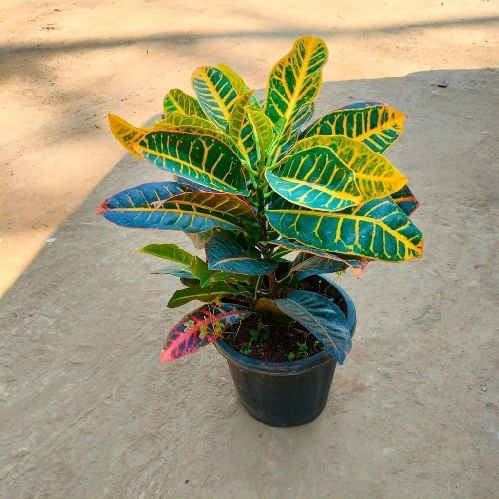 Buy Croton Petra In 8 Inch Plastic Pot Online | Urvann.com Croton Petra in 8 Inch Nursery Pot