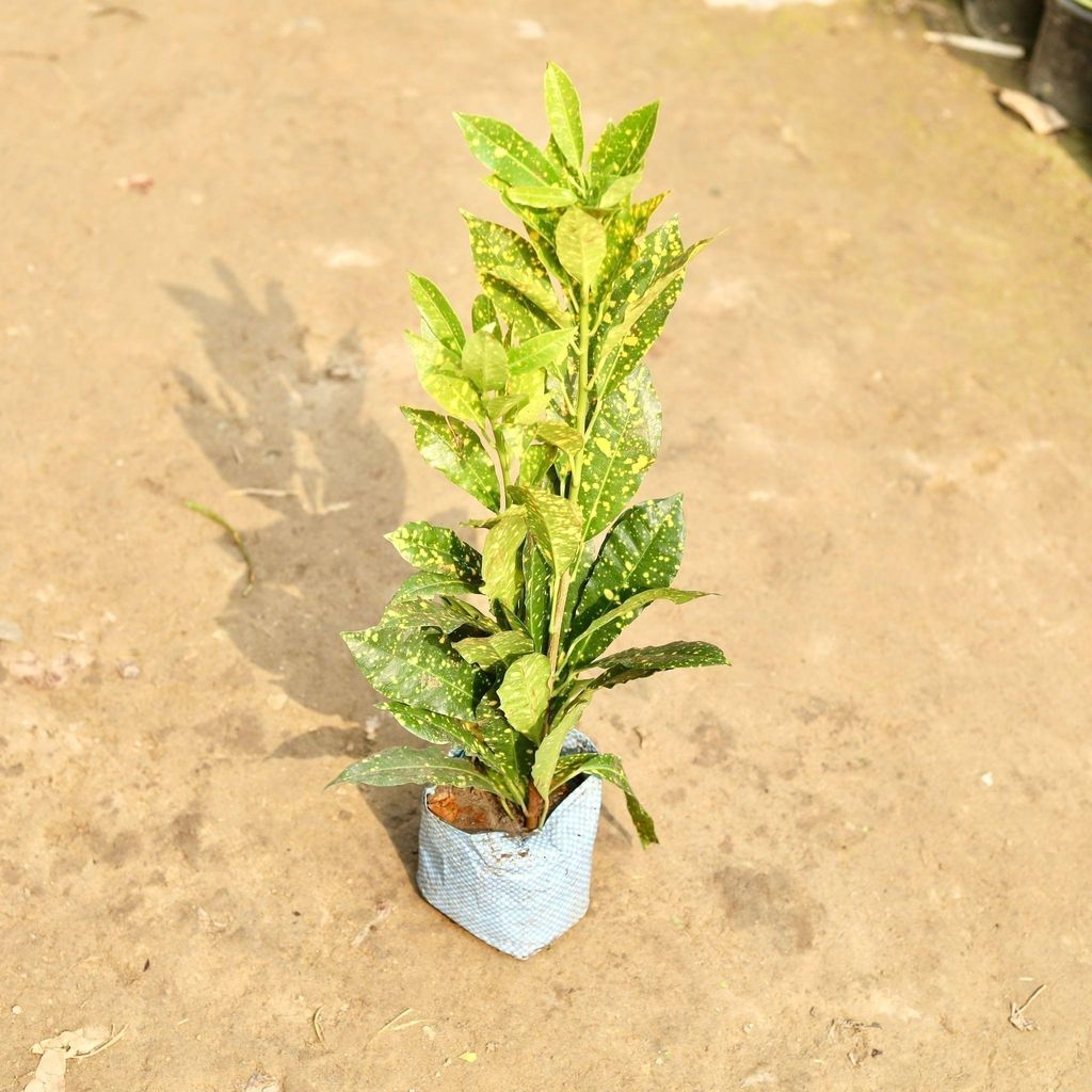 Buy Baby Croton in 5 Inch Nursery Bag Online | Urvann.com Baby Croton in 5 Inch Nursery Bag
