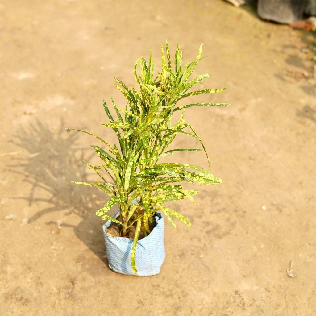 Buy Chironji Gold star Croton in 5 Inch Nursery Bag Online | Urvann.com Chironji Gold star Croton in 5 Inch Nursery Bag
