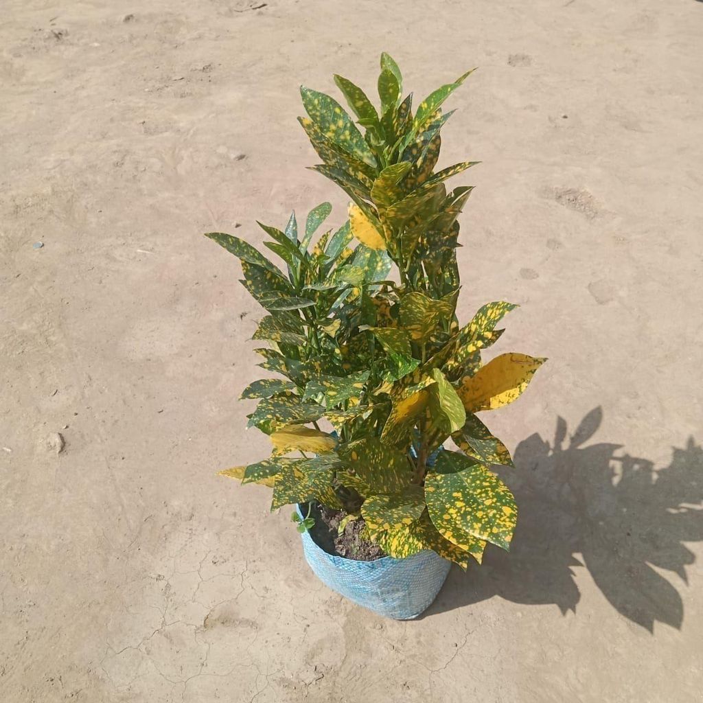 Buy Baby Croton in 7 Inch Nursery Bag Online | Urvann.com Baby Croton in 7 Inch Nursery Bag