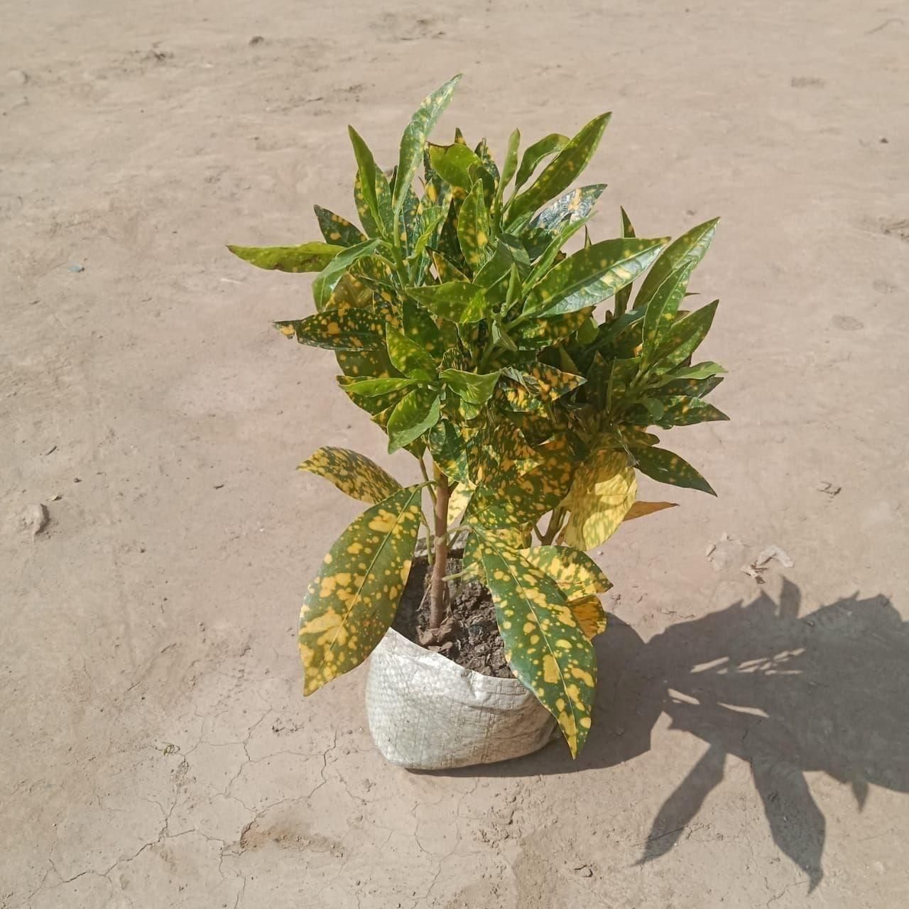 Baby Croton in 4 Inch Nursery Bag