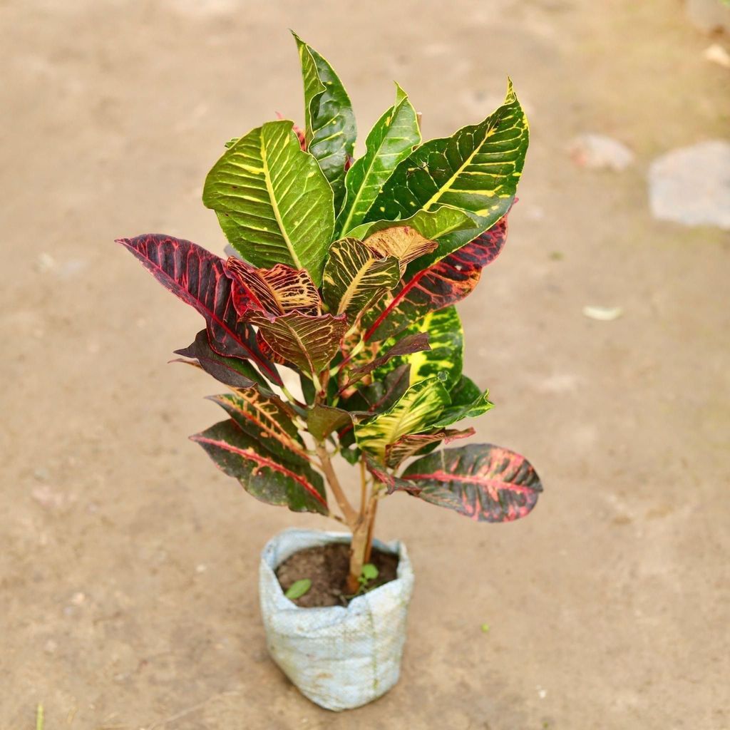 Buy Croton Petra in 8 Inch Nursery Bag Online | Urvann.com Croton Petra in 8 Inch Nursery Bag
