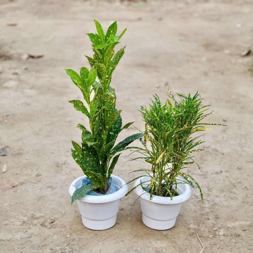 Buy Set of 2 - Crotons (Chironji & Baby) in 6 Inch Classy White Plastic Pot Online | Urvann.com Set of 2 - Crotons (Chironji & Baby) in 6 Inch Classy White Plastic Pot