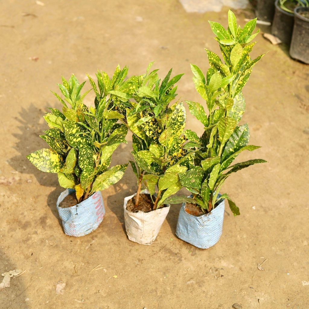 Buy Set of 3 - Baby Croton in 5 Inch Nursery Bag Online | Urvann.com Set of 3 - Baby Croton in 5 Inch Nursery Bag