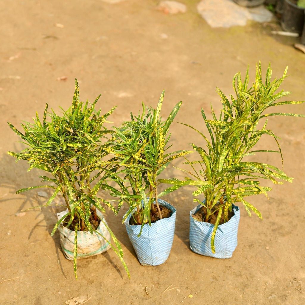 Buy Set of 3 - Chironji Gold star Croton in 5 Inch Nursery Bag Online | Urvann.com Set of 3 - Chironji Gold star Croton in 5 Inch Nursery Bag