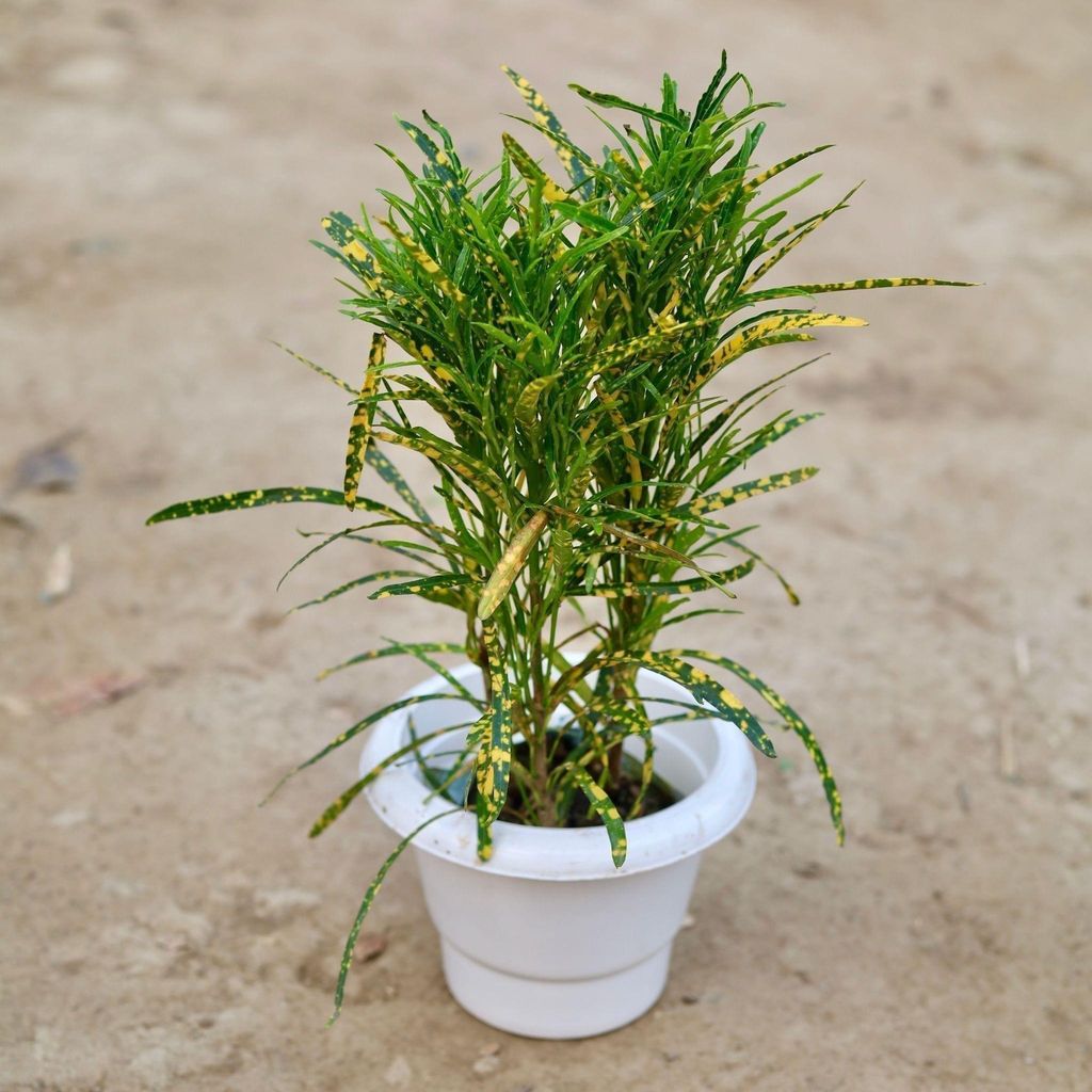 Buy Chironji Croton in 6 Inch Classy White Plastic Pot Online | Urvann.com Chironji Croton in 6 Inch Classy White Plastic Pot